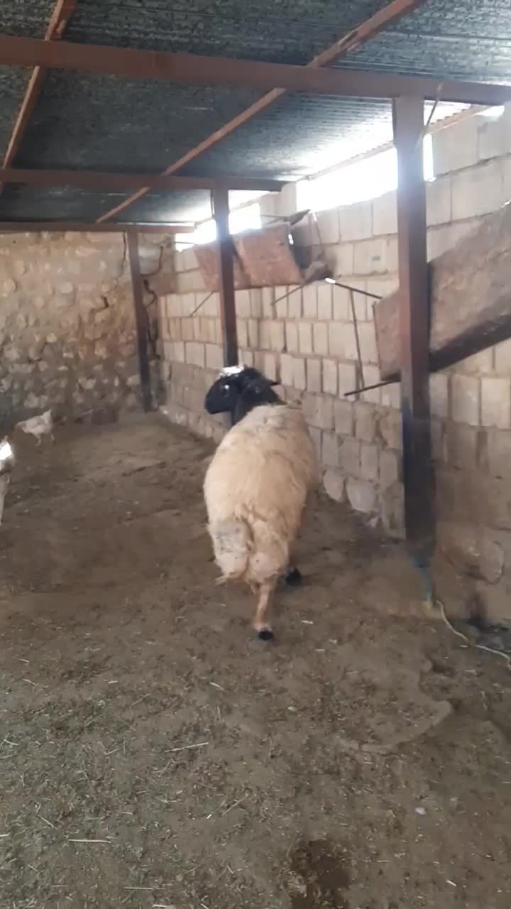 قوچ|حیوانات مزرعه|آبدانان, |دیوار