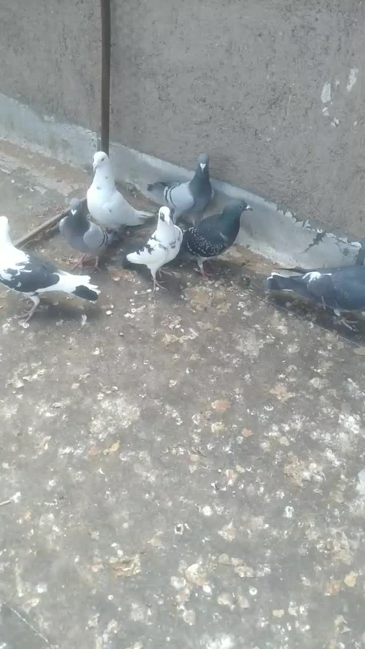 کفتر|پرنده|قزوین, |دیوار