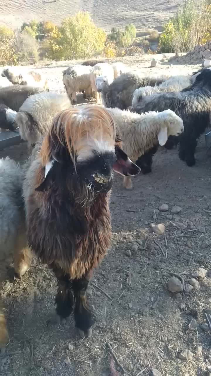 دوعدد نرمیش بختیاری|حیوانات مزرعه|زیلائی, |دیوار