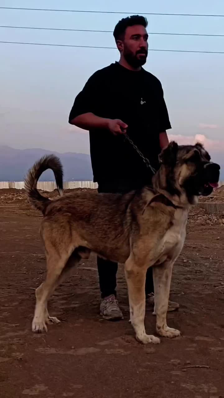 سگ سراب|سگ|نظرآباد, نظرآباد|دیوار