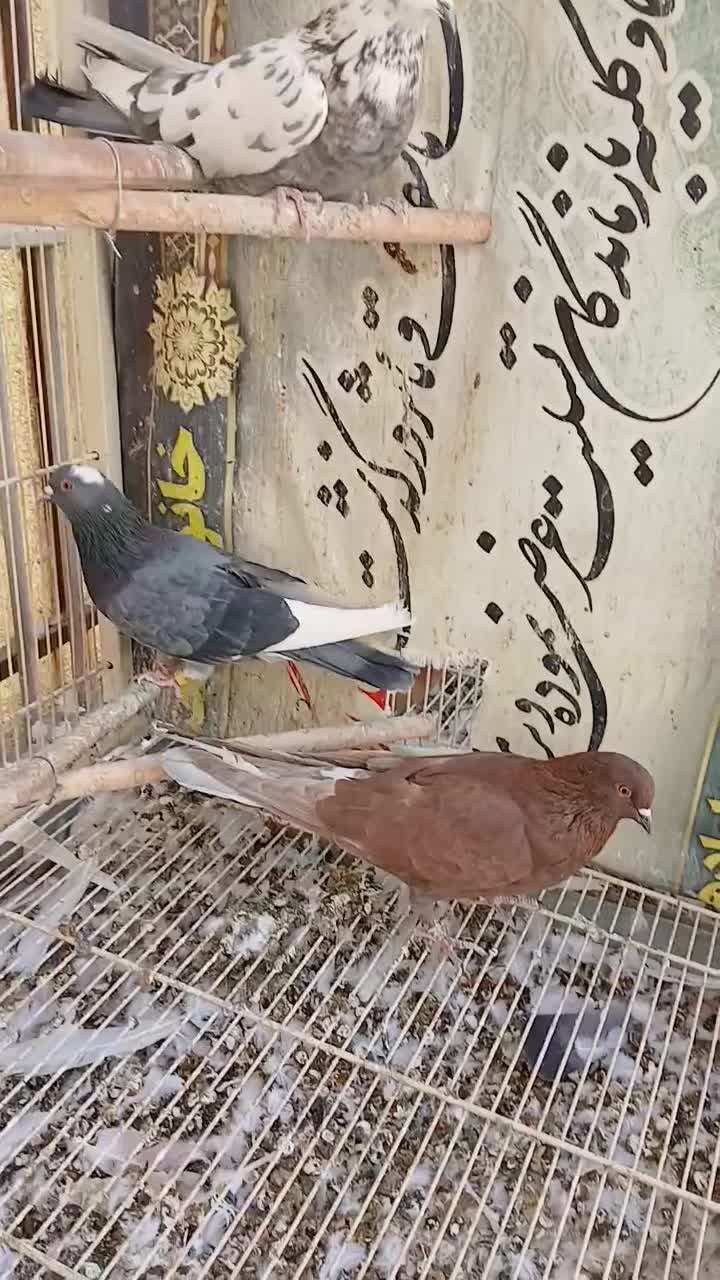 کفتر|پرنده|تهران, شوش|دیوار