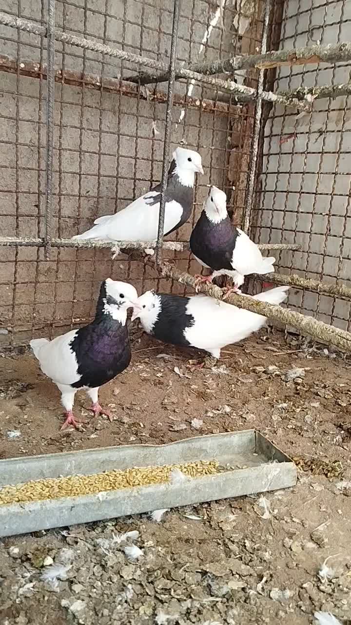 طوقی|پرنده|کوهین, |دیوار