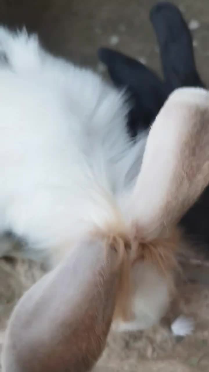 خرگوش|موش و خرگوش|کاشان, باهنر|دیوار