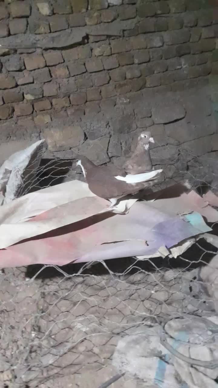 کغتر|پرنده|چناران, |دیوار