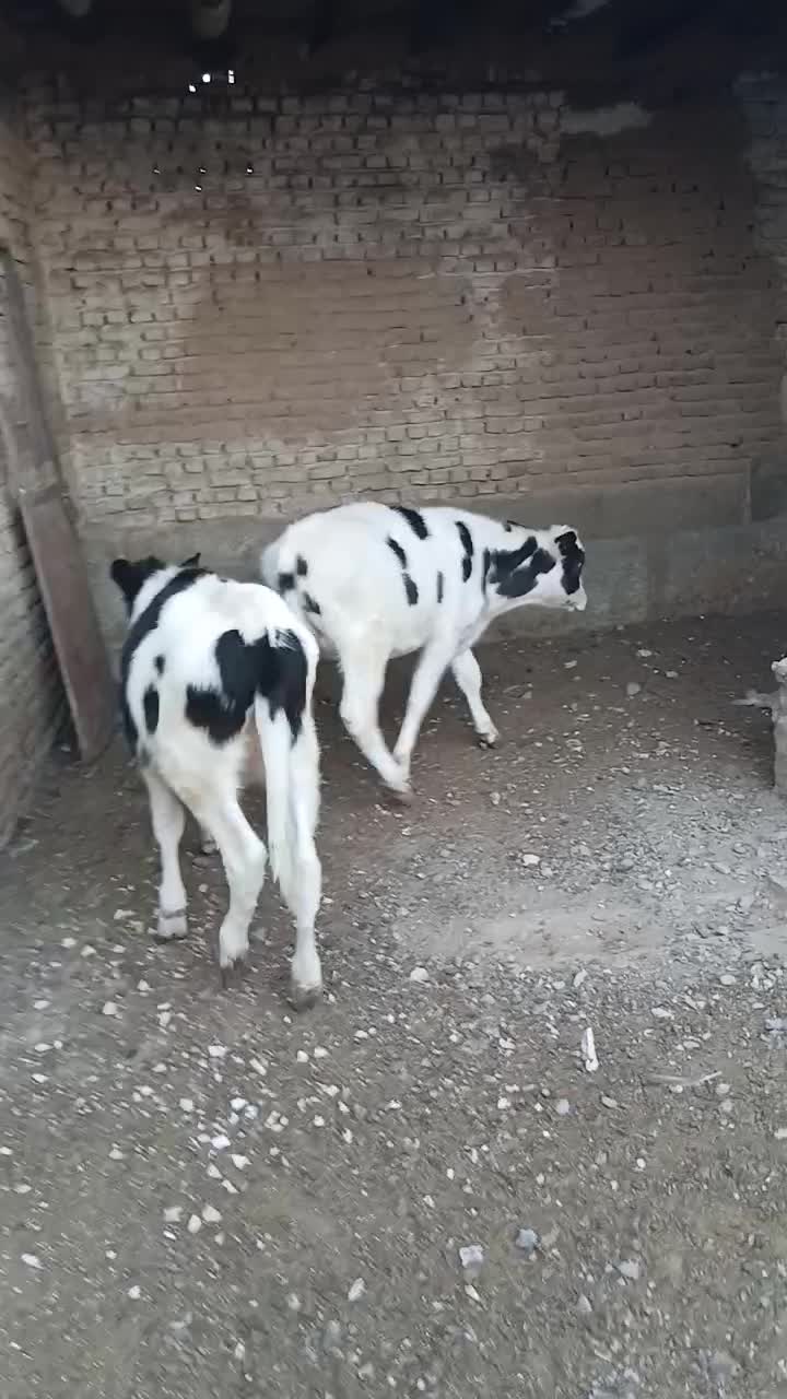 یک راس گوساله|حیوانات مزرعه|نیشابور, دربقاضی|دیوار