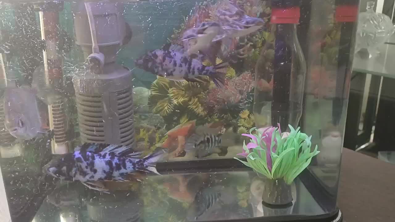 ماهی و آکواریوم|ماهی|ممقان, |دیوار