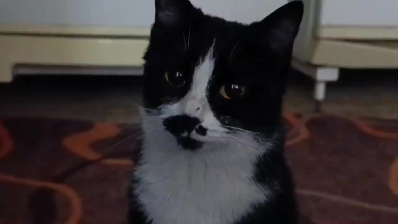 گربه تاکسیدو|گربه|شیراز, نصر|دیوار