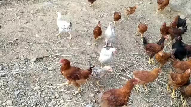 نیمچه مرغ گلپایگانی 4 و نیم ماهه دم تخم|حیوانات مزرعه|بانه, |دیوار