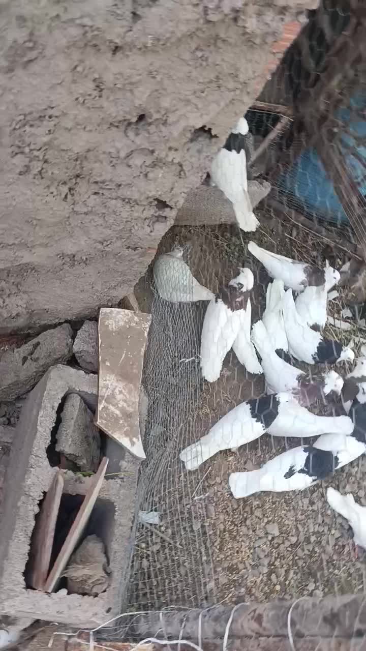 طوقی|پرنده|بم, |دیوار