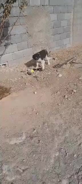 خراسانی سرابی سگ توله قدریجونی|سگ|مرودشت, تامین اجتماعی‎|دیوار