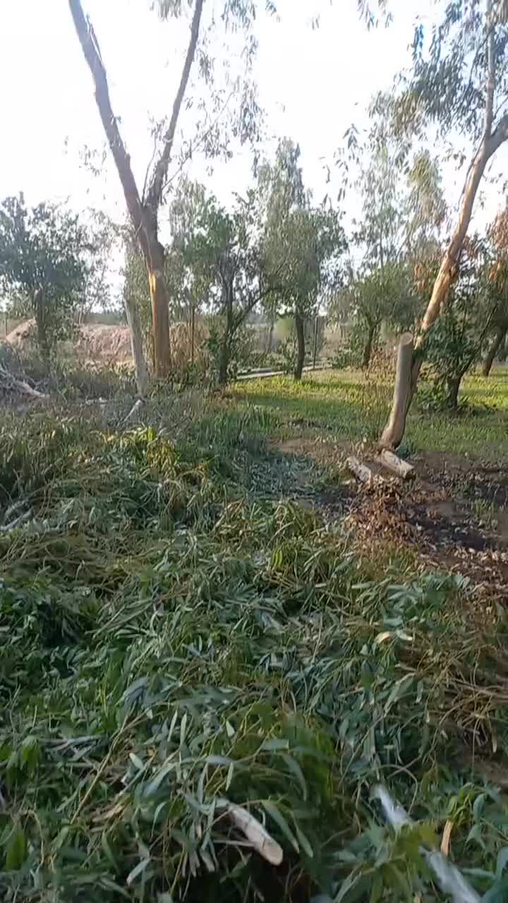 درخت بری،شاخه بری،هرس وفرم دهی|خدمات باغبانی و درختکاری|اهواز, کوی ملی راه|دیوار