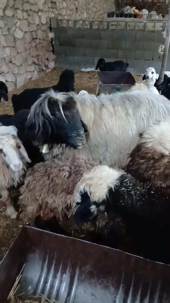 قوچ|حیوانات مزرعه|باغ ملک, |دیوار