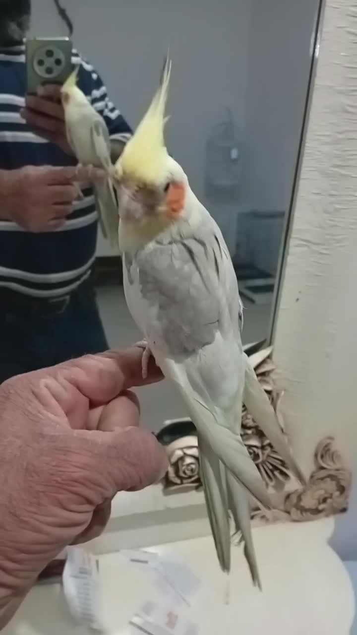 جوجه عروس ..وعروس نر بالغ رام|پرنده|ساری, |دیوار