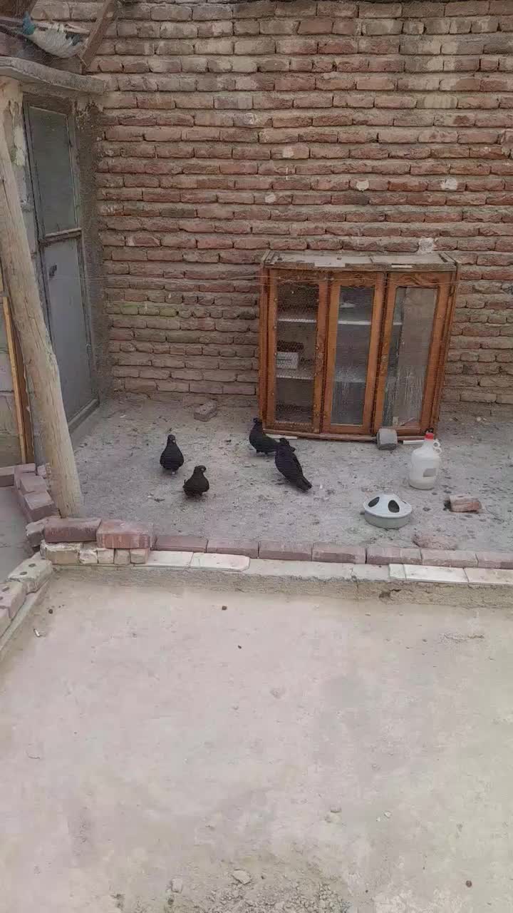 دو جفت کفتر سیاه چشم نوک سفید|پرنده|ممقان, |دیوار