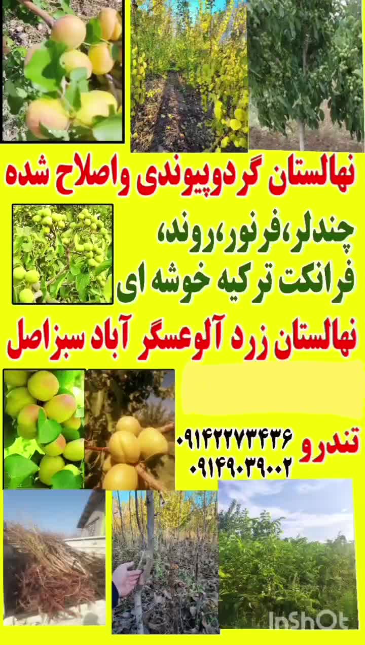 نهالستان تندرو زردآلوعسگرآبادسبزبرپایه آلوچه وحشی|خدمات باغبانی و درختکاری|مرند, |دیوار