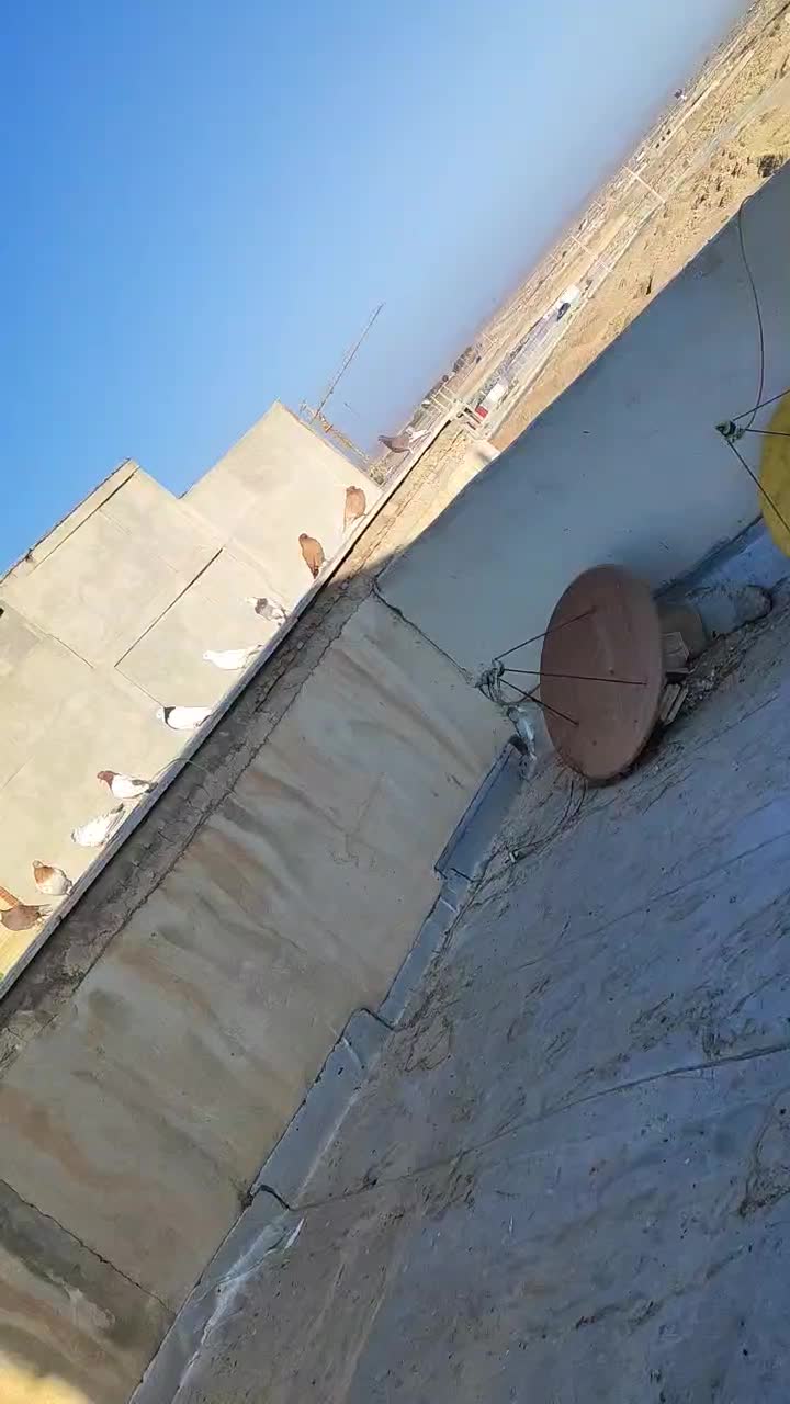 کبوتر پرشی|پرنده|شاهینشهر, شهرک گلدیس|دیوار