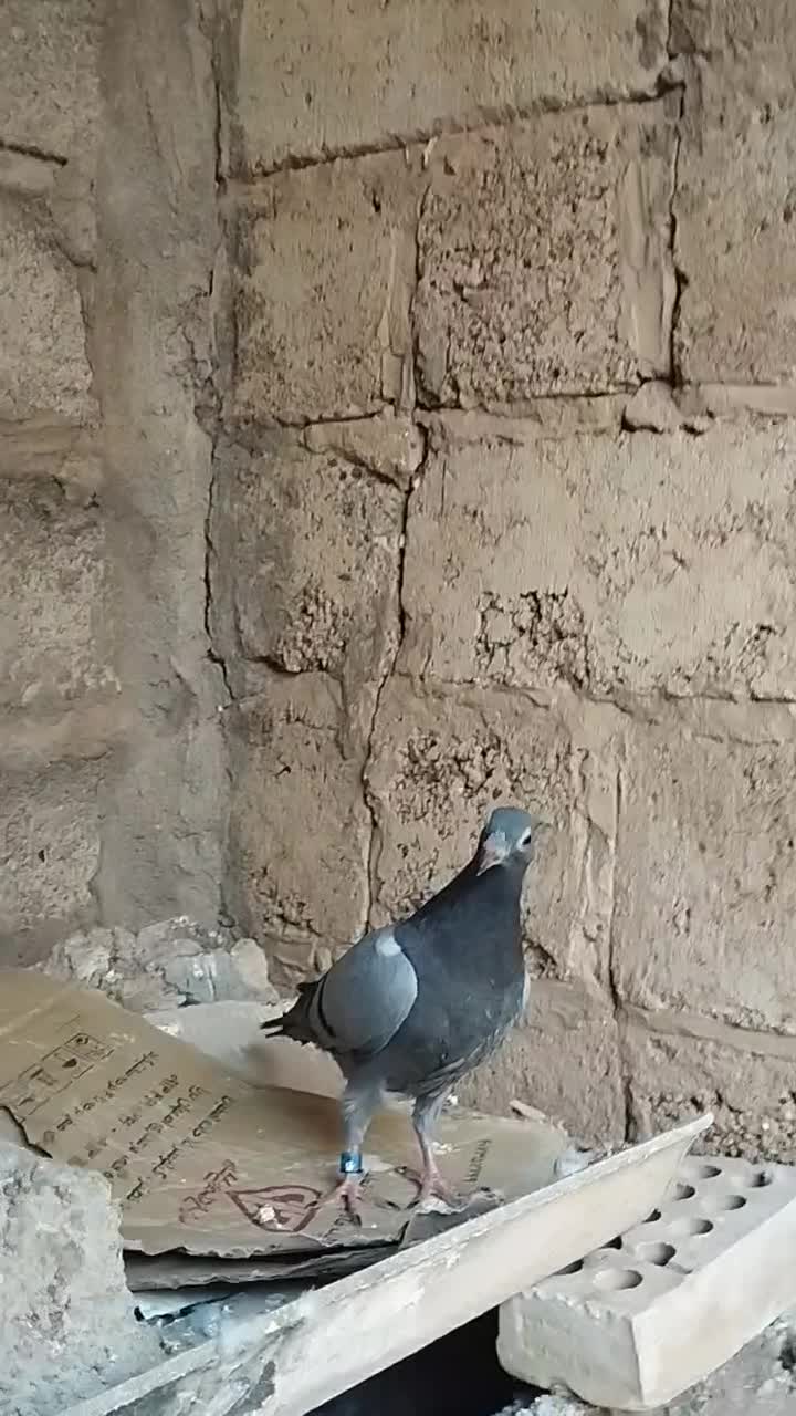 جوجه پلاکی|پرنده|سوسنگرد, |دیوار