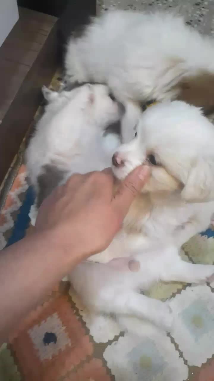 5 عدد توله اشپیتز 3 ماهه|سگ|رودهن, |دیوار