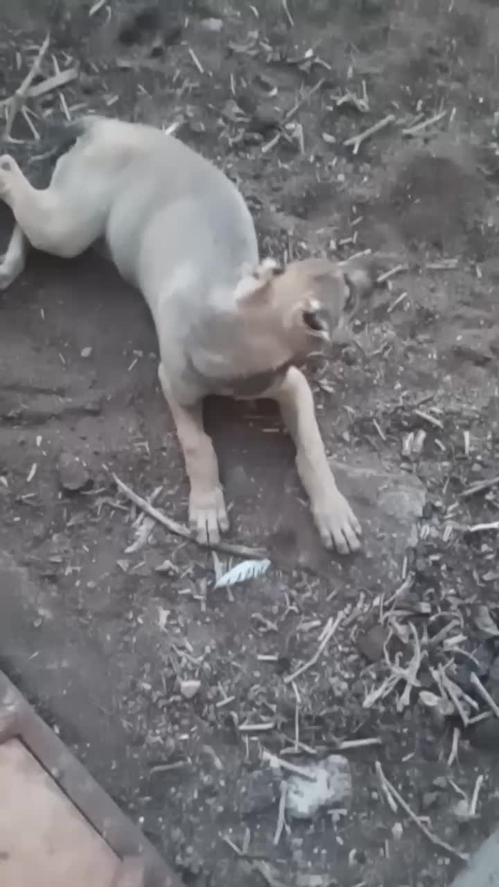 واگذاری توله|سگ|بردسکن, |دیوار