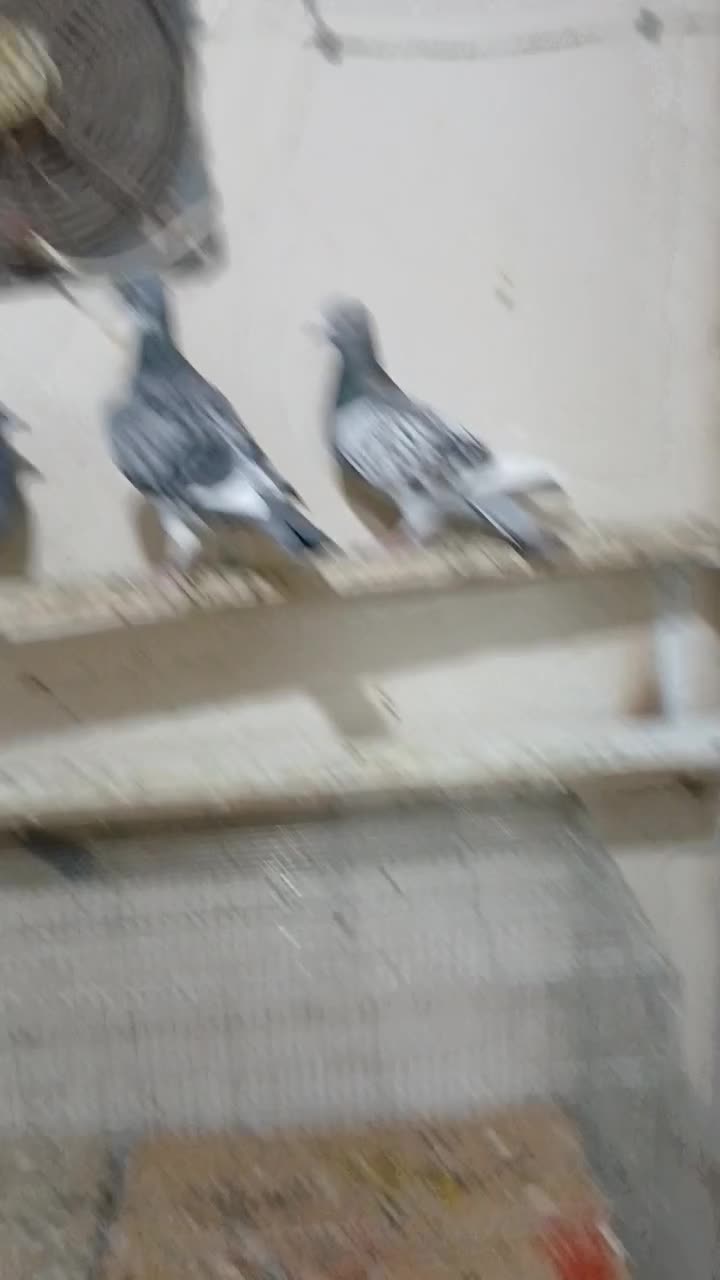 ککیلی دوبر گیلانده|پرنده|اردبیل, |دیوار