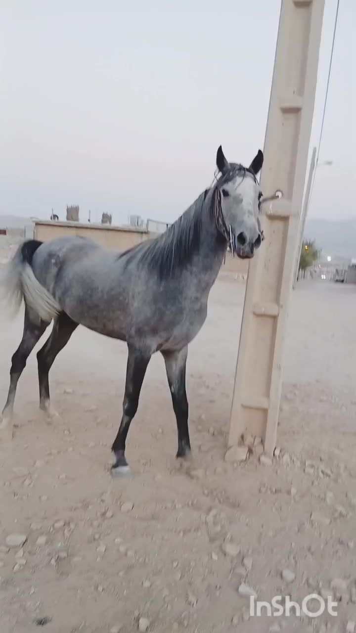 کره مادیان‌|اسب و تجهیزات اسب‌سواری|رونیز, |دیوار