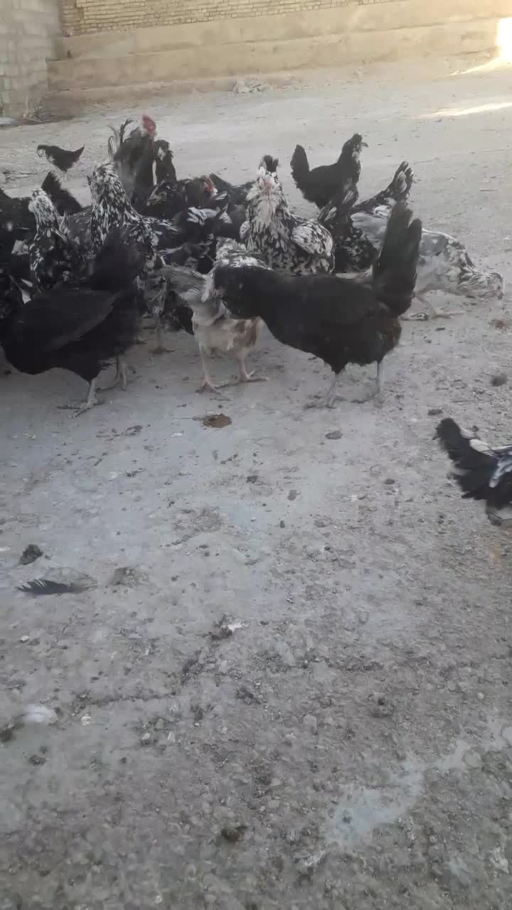 تخم مرغ گلین|حیوانات مزرعه|شهرکرد, |دیوار