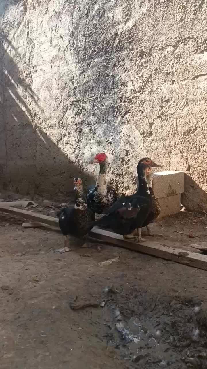 اردک اسرائیلی سالم و سرحال|پرنده|آق قلا, |دیوار