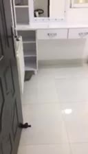 تخت تاشو،تخت کمجا،سرویس خواب عروس،تخت هوشمند|تخت و سرویس خواب|رشت, سلیمانداراب|دیوار