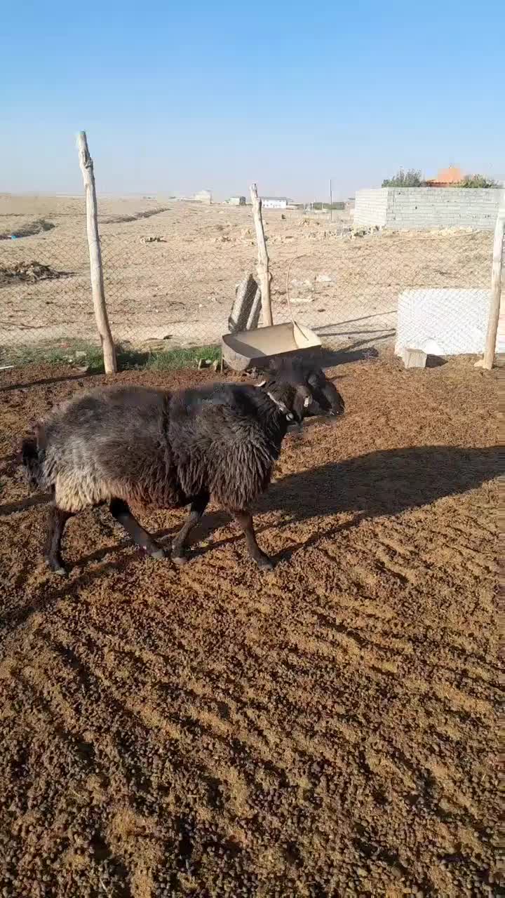 قوچ ۳ساله دو رگه نژاد دار کاربلد فراهان ماستر|حیوانات مزرعه|فرمهین, |دیوار