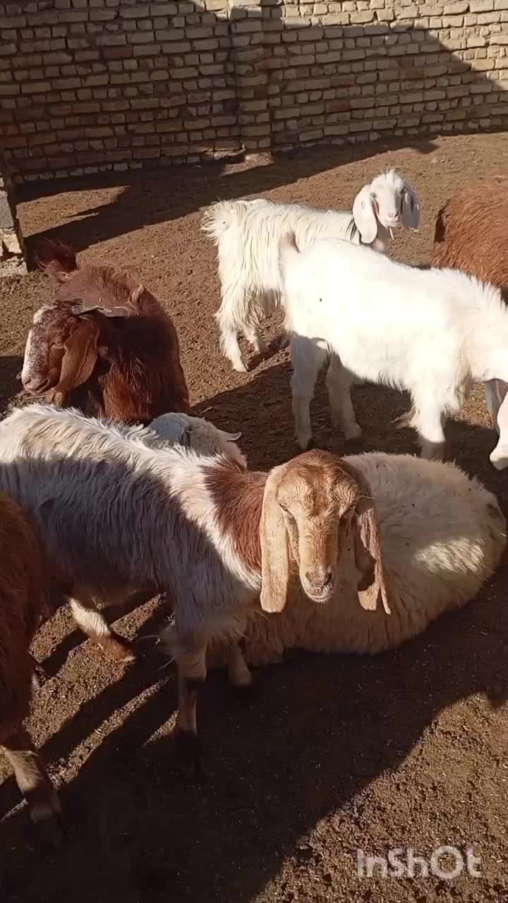 چهار عدد بزغاله سه عدد ماده یکی نر  کیلو ۲۷۰|حیوانات مزرعه|بجنورد, |دیوار