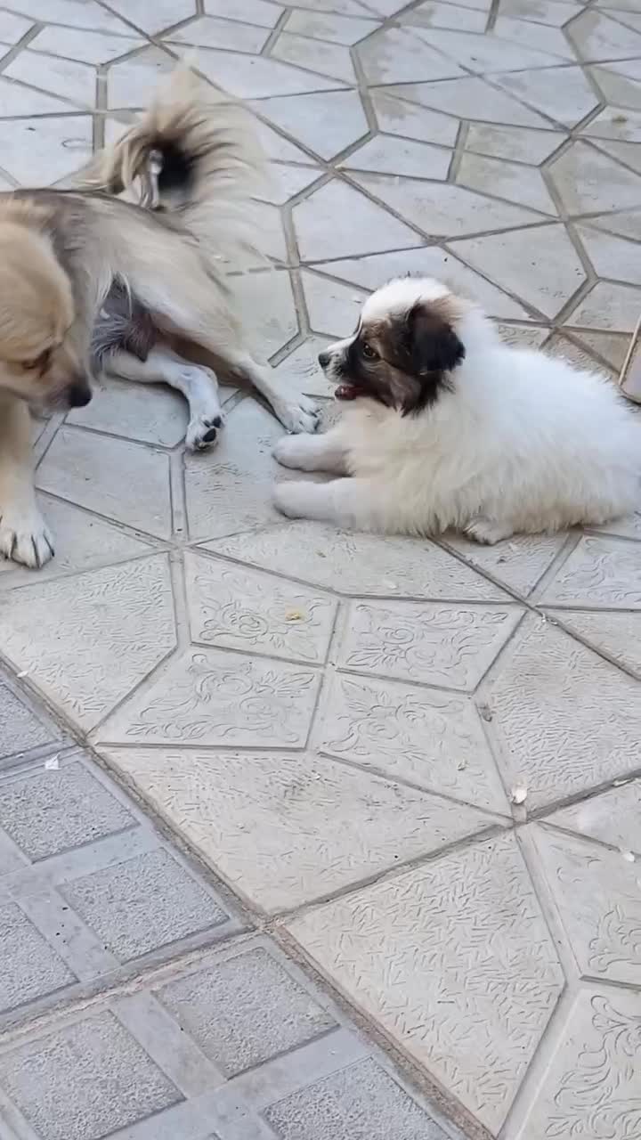 واگذاری سگ|سگ|فرخشهر, |دیوار