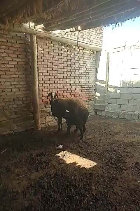 میش قزل درجه یک|حیوانات مزرعه|محمدبار, |دیوار