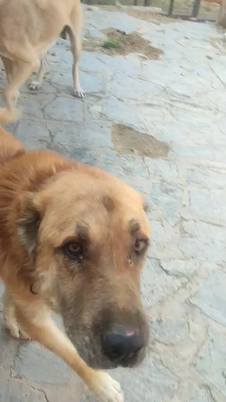 سگ نژاد سراب درشت 3ساله مناسب نگهبانی وگله|سگ|دماوند, دماوند|دیوار