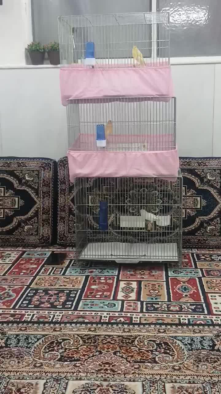 قناری‌سوپر|پرنده|قم, وادی السلام|دیوار