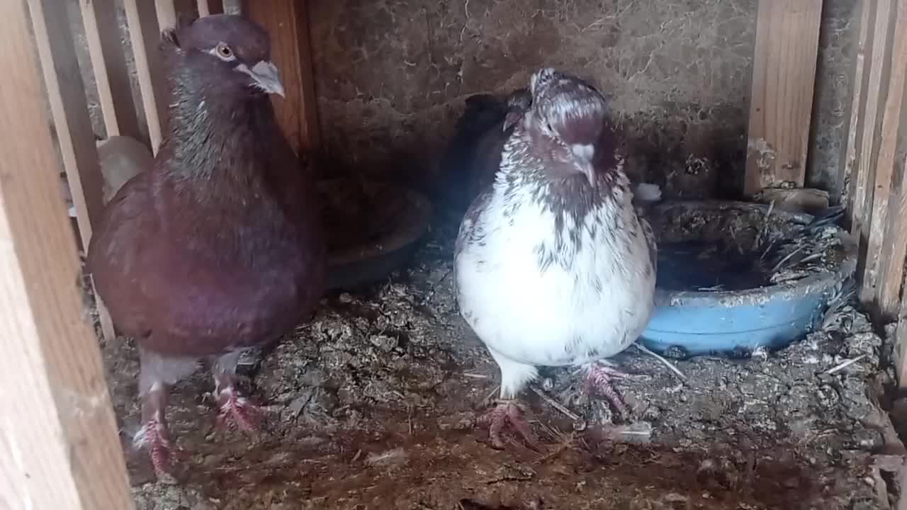 سرخ کاکل|پرنده|قائمشهر, |دیوار