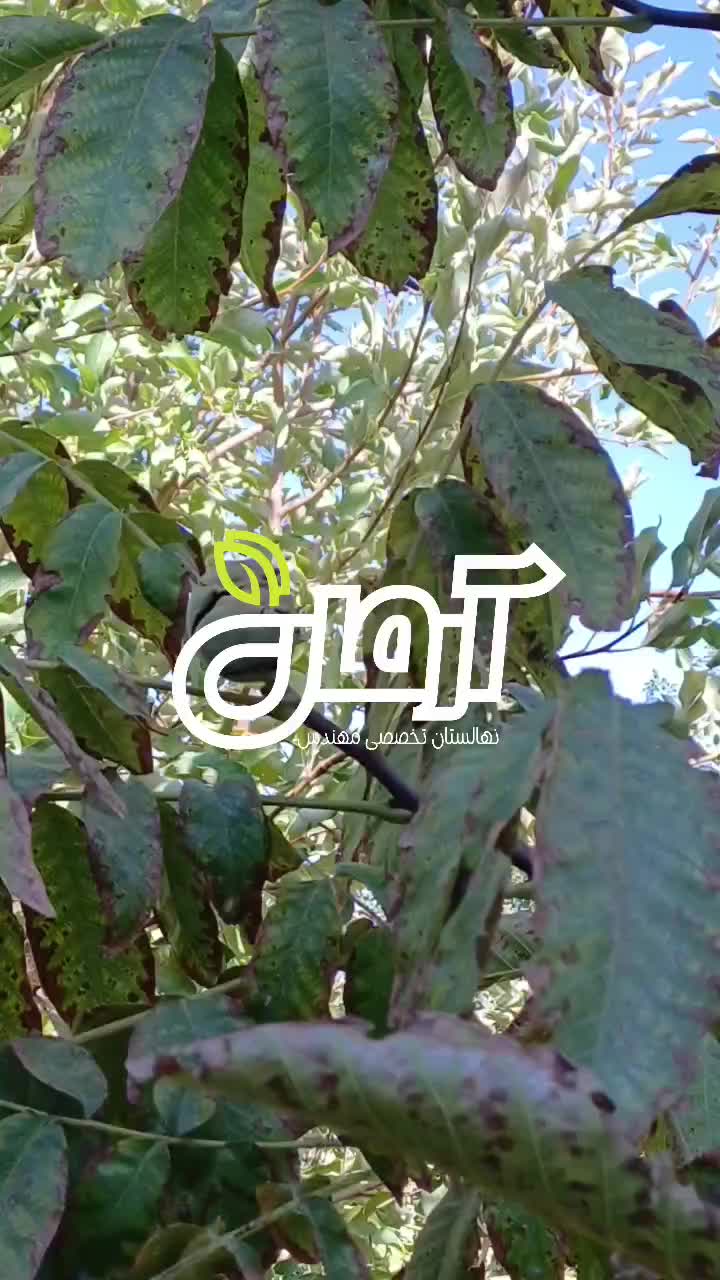 نهال گردو مغز قرمز (تو سرخ)|خدمات باغبانی و درختکاری|تهران, کاج|دیوار