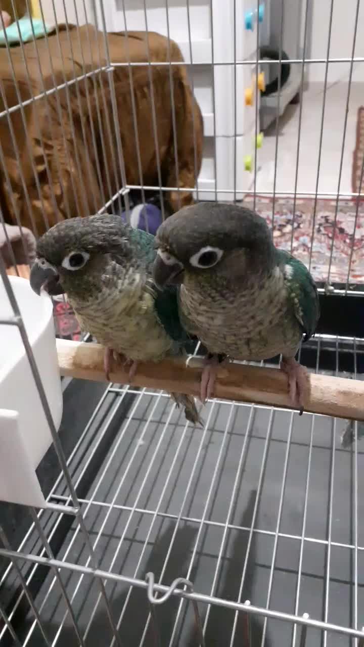 گرنچیک تراکویست|پرنده|کرج, عظیمیه|دیوار