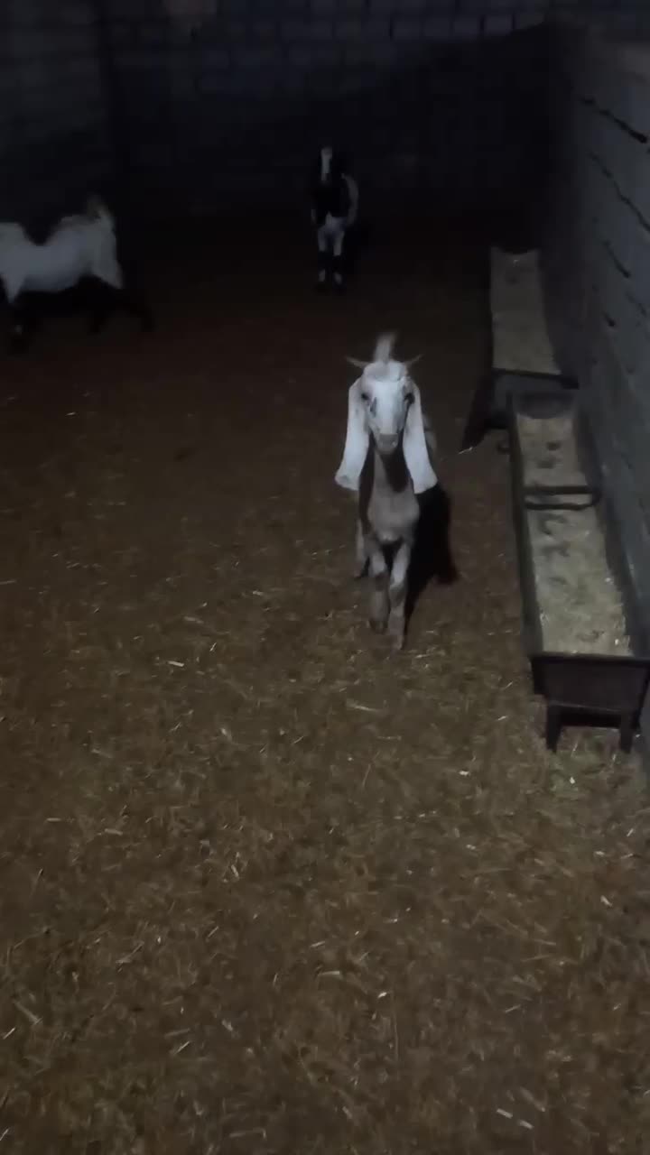 بزغاله نجدی|حیوانات مزرعه|صحنه, |دیوار