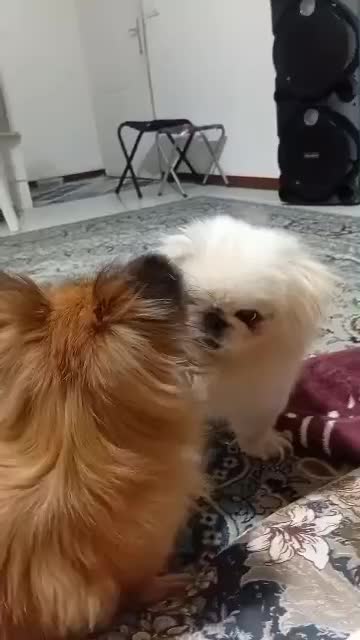 پیکینز|سگ|پاکدشت, پاکدشت (مامازند)|دیوار