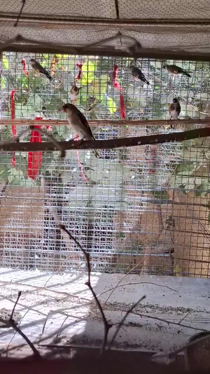 پرنده سهره قناری گلبسر نر|پرنده|رباطکریم, رباطکریم|دیوار