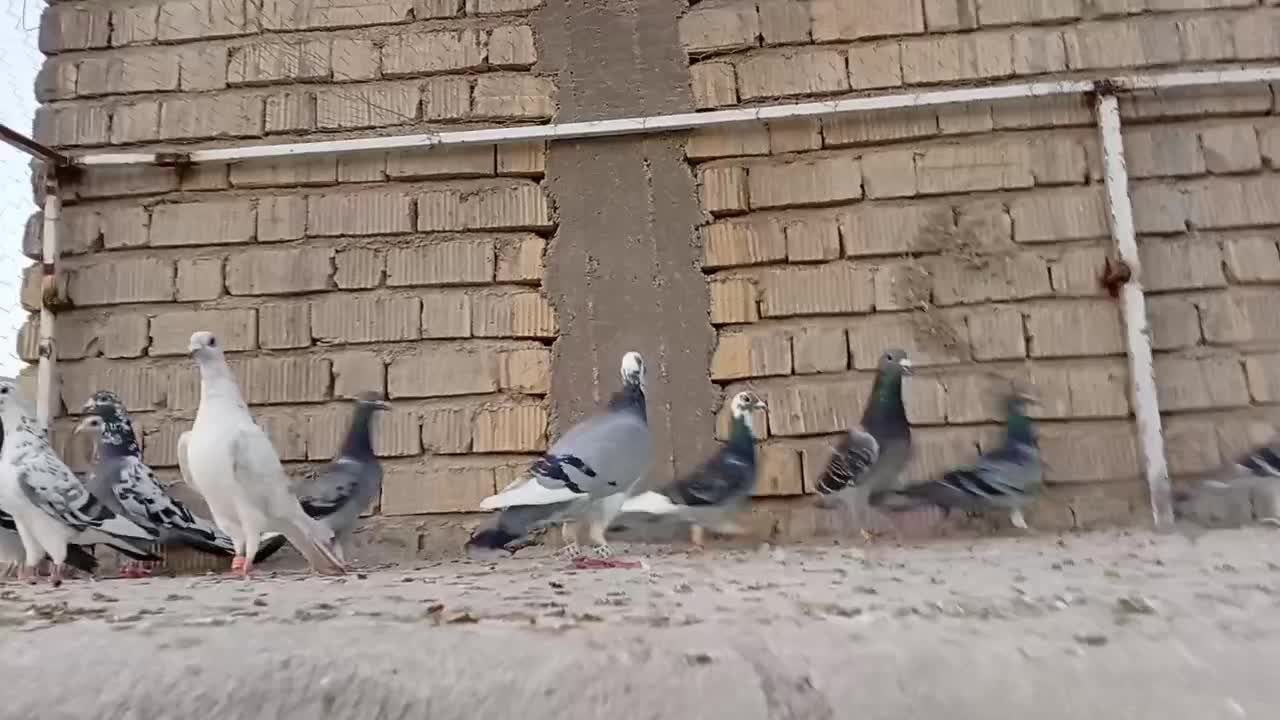 کبوتر پلاکی|پرنده|شیراز, کرونی(خاتونک)|دیوار