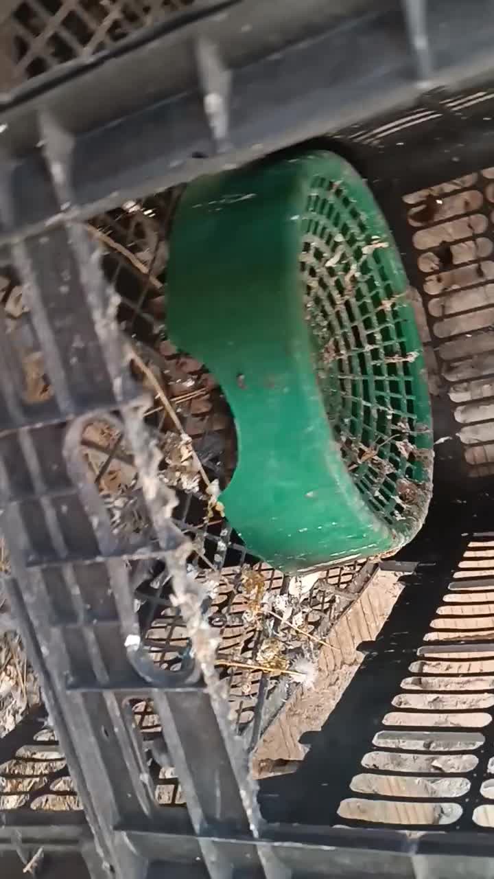 یک جفت ساده نسل هفت‌رنگ ب ضمانت|پرنده|بجنورد, |دیوار