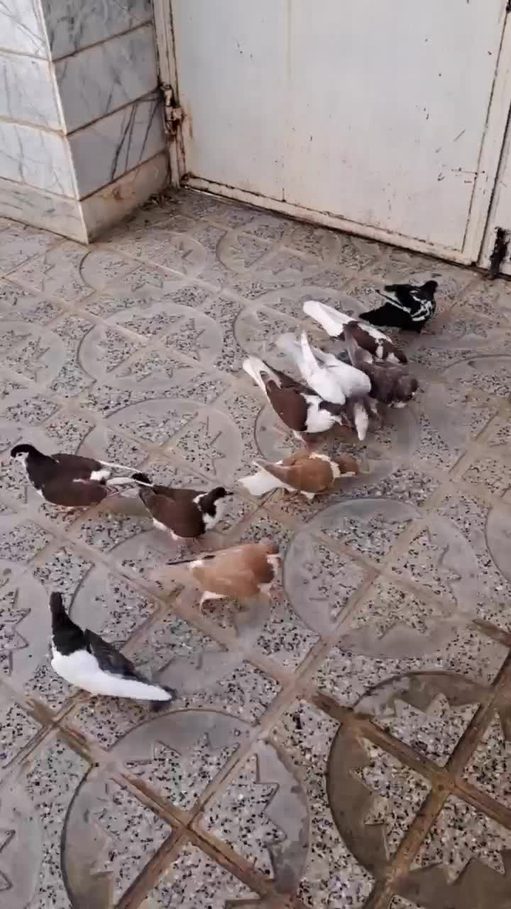 کفتر|پرنده|مشهد, کوی سیدی|دیوار