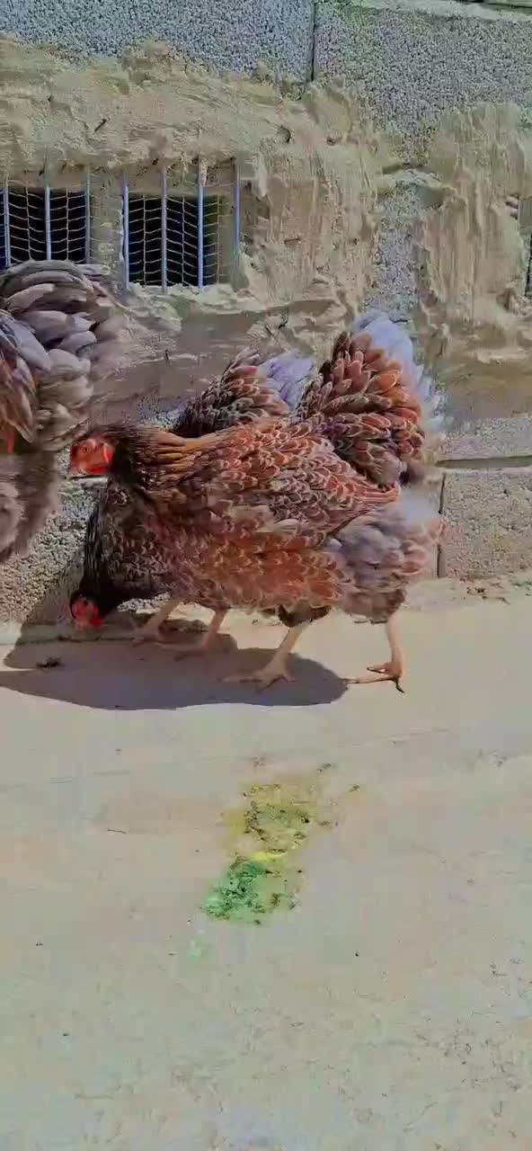 تخم نطفه دار برهما ویاندوت لهستانی گلین کوشین|حیوانات مزرعه|هشتگرد, خور|دیوار
