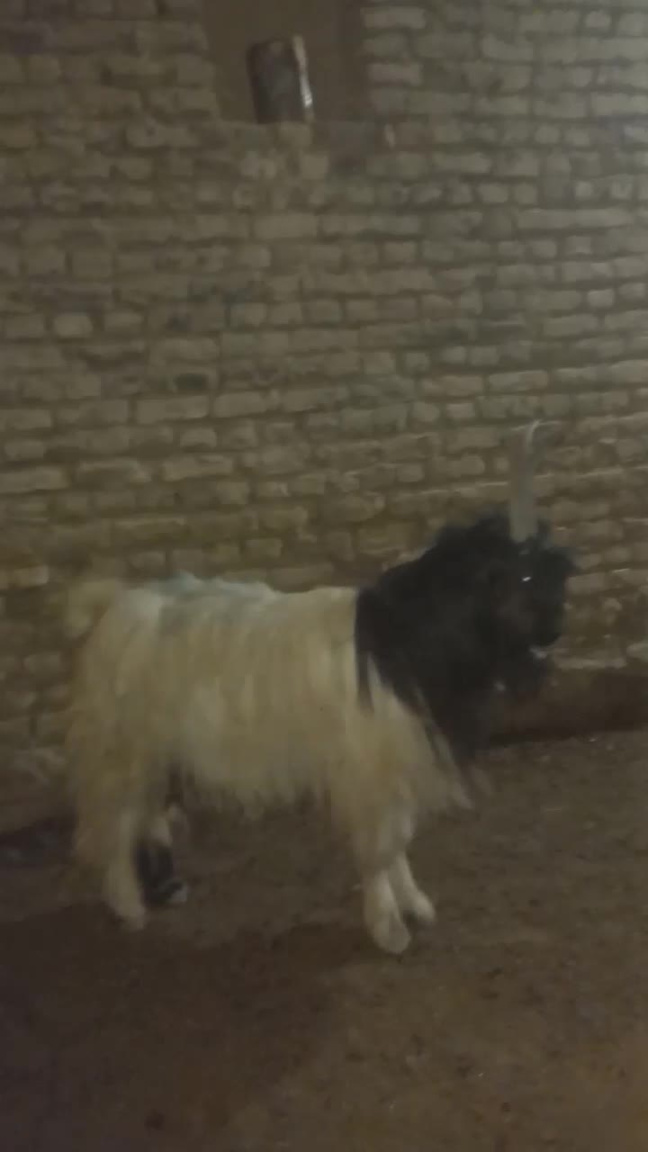 (چکی۱۵تا۳۰روز) قوچ پلنگی ودوبر.بره میش بز فروخته د|حیوانات مزرعه|داران, |دیوار