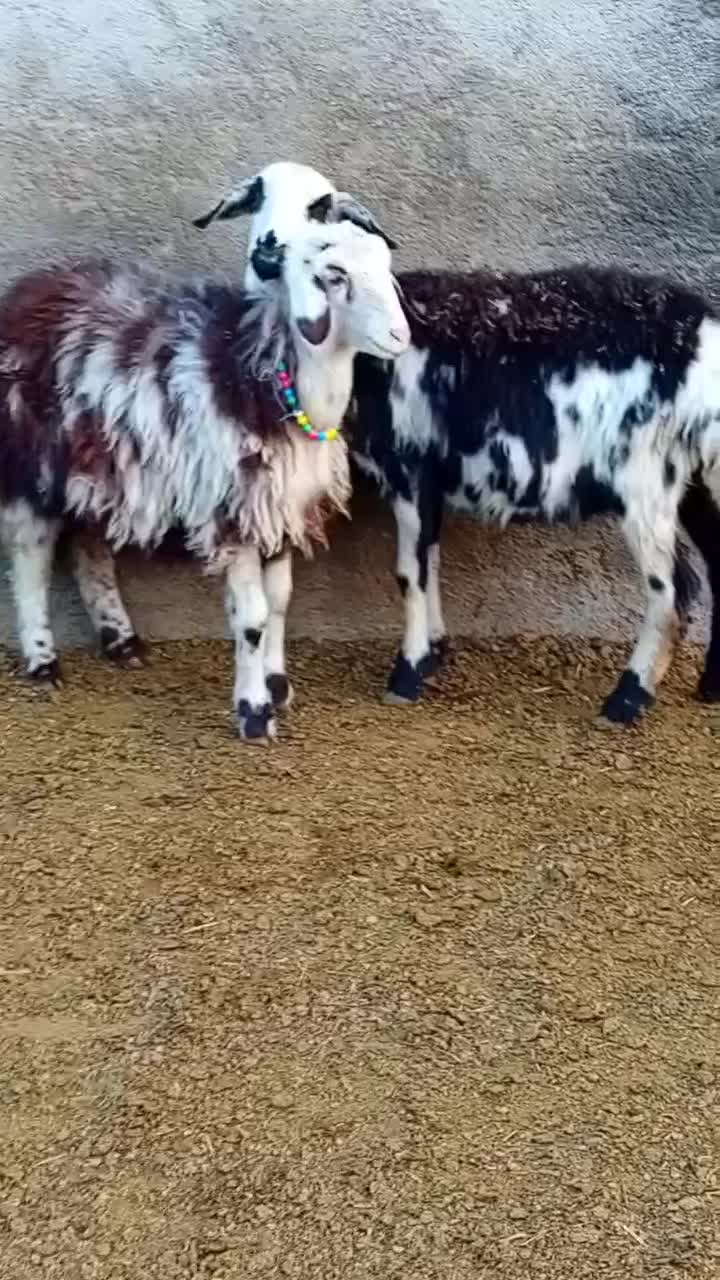 دوتا شیشک و دوتا بره ماده پلنگی|حیوانات مزرعه|بروجرد, |دیوار