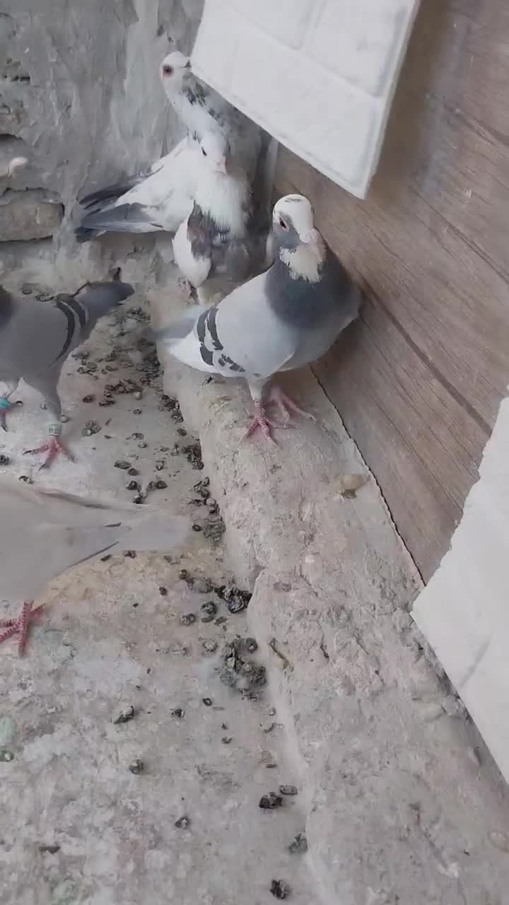 کبوتر|پرنده|طرقبه, |دیوار