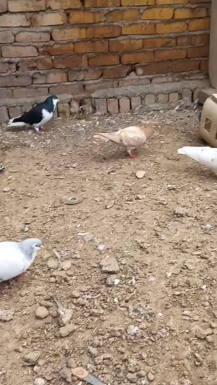 کبوتر طوقی خوشرنگ بدرنگ|پرنده|قزوین, |دیوار