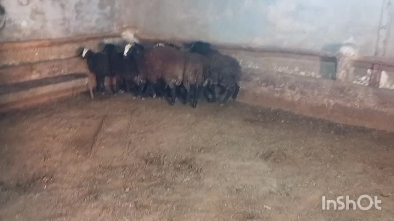 گوسفند شال|حیوانات مزرعه|تاکستان, |دیوار