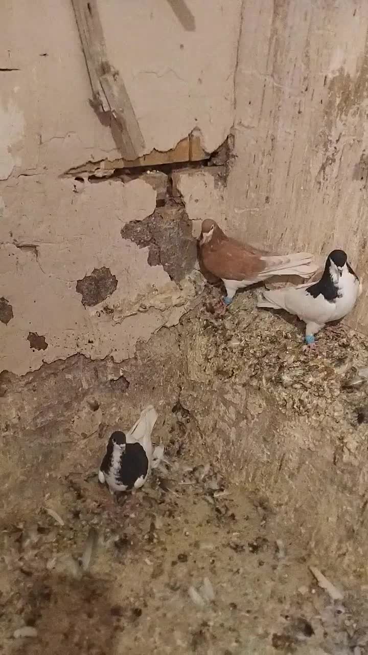 چهارتا شهری ویالی سیاه|پرنده|مرودشت, رودبال|دیوار